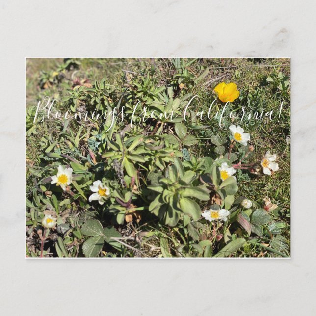 Postal ¡Bloomers desde California! (Anverso)