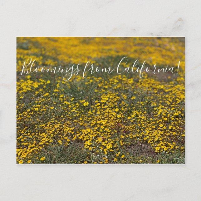 Postal ¡Bloomers desde California! (Anverso)