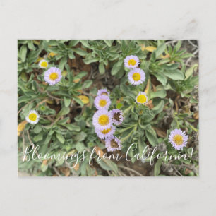 Postal Bloomers desde California: Aster de playa