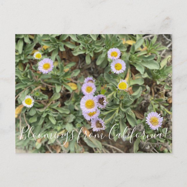 Postal Bloomers desde California: Aster de playa (Anverso)