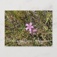 Bloomers desde California: Bloom de cheques