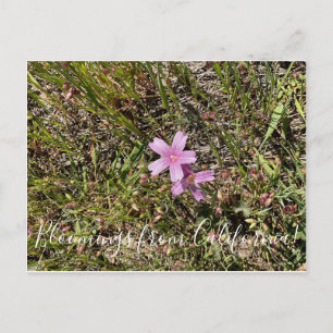 Postal Bloomers desde California: Bloom de cheques