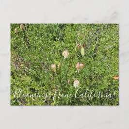 Postal Bloomers desde California: Faroles de hadas