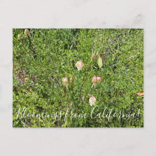 Postal Bloomers desde California: Faroles de hadas