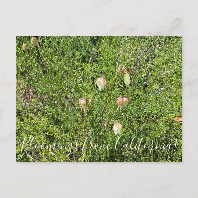 Postal Bloomers desde California: Faroles de hadas (Anverso)