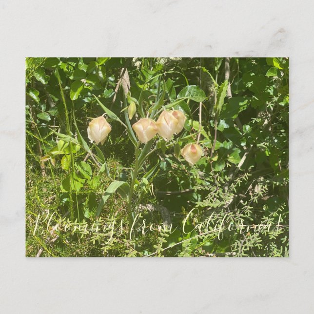 Postal Bloomers desde California: Faroles de hadas (Anverso)