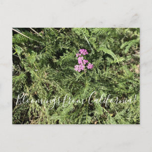 Postal Bloomers desde California: Island Pink Yarrow