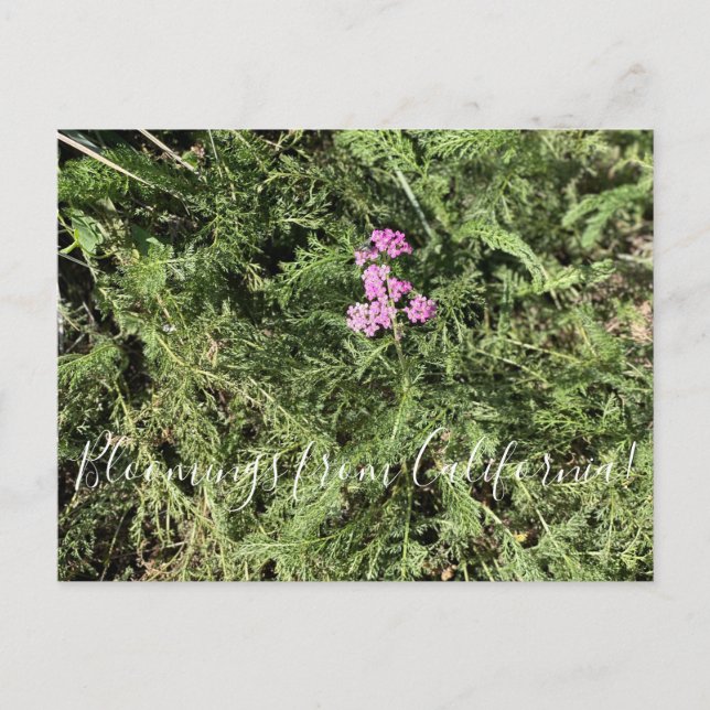 Postal Bloomers desde California: Island Pink Yarrow (Anverso)