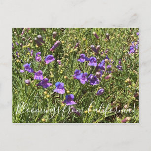 Postal Bloomers desde California: Margarita Bop Penstemon