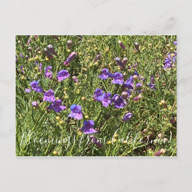 Postal Bloomers desde California: Margarita Bop Penstemon (Anverso)