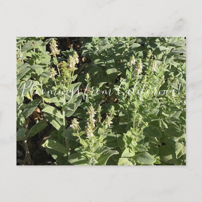 Postal Bloomers desde California: Nettle de borde blanco (Anverso)