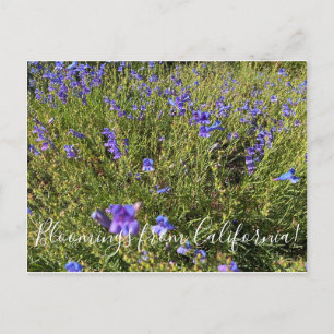 Postal Bloomers desde California: Penstemon Margarita BOP