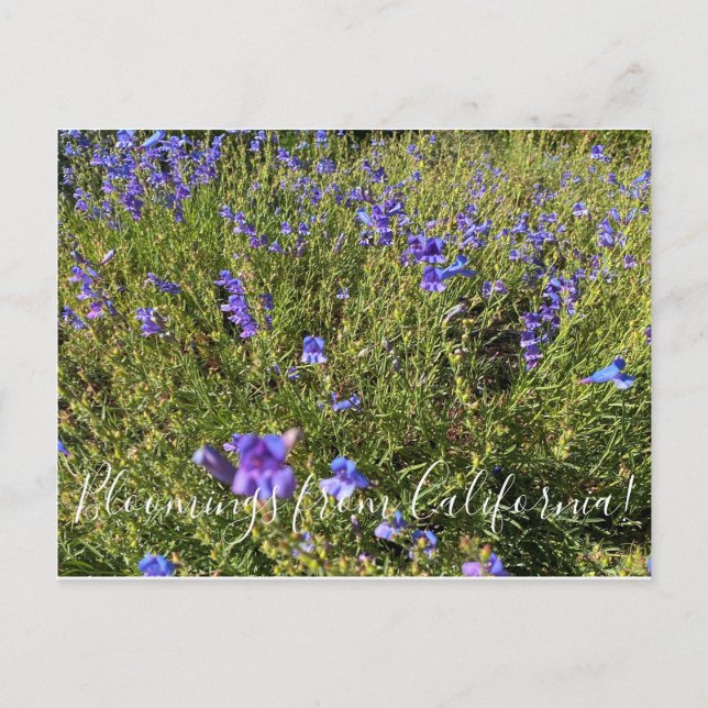 Postal Bloomers desde California: Penstemon Margarita BOP (Anverso)