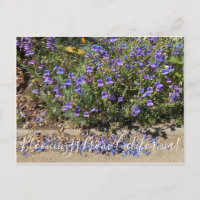 Bloomers desde California: Penstemon Margarita BOP