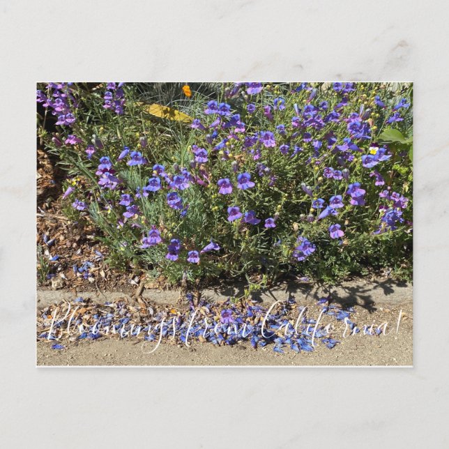 Postal Bloomers desde California: Penstemon Margarita BOP (Anverso)