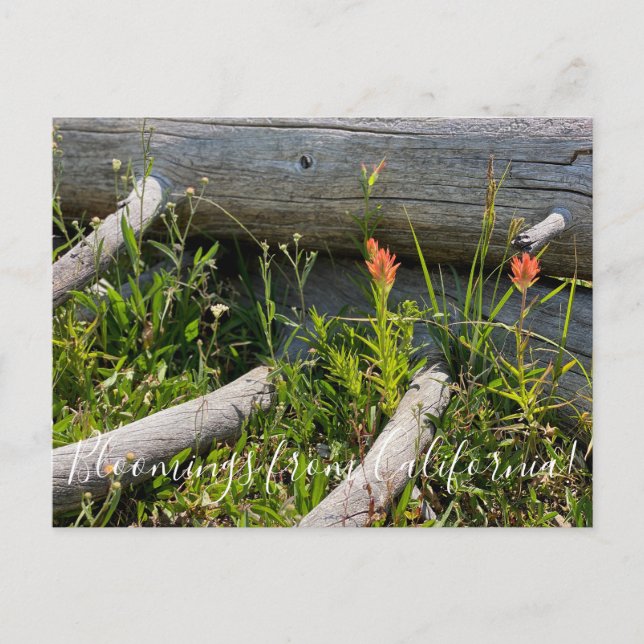 Postal Bloomers desde California: Pincel indio (Anverso)
