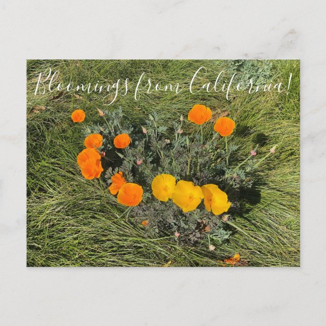 Postal Bloomers desde California: Poppies con colores (Anverso)