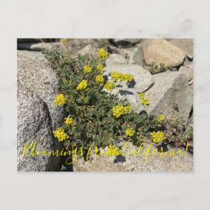 Postal Bloomers desde California: Post sobre trigo negro 