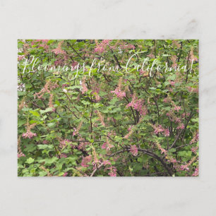 Postal Bloomers desde California: Postc Chaparral Currant