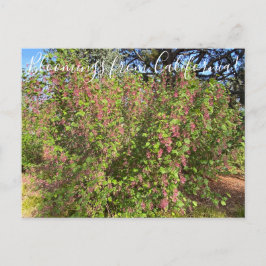Postal Bloomers desde California: Postc Chaparral Currant