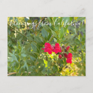 Postal Bloomers desde California: Snapdragon de la isla