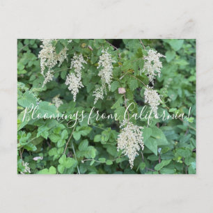 Postal Bloomers desde California: Spray oceánico