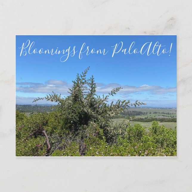 Postal ¡Bloomers desde Palo Alto! (Anverso)