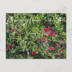 Postal Bloomes de Sunnyvale: Gambelia speciosa