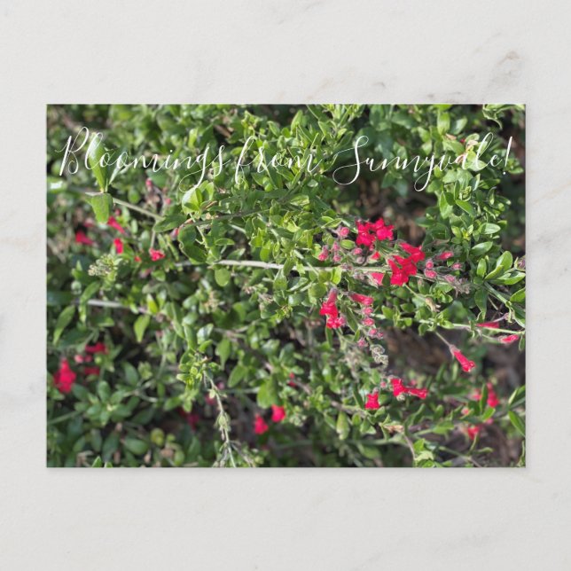 Postal Bloomes de Sunnyvale: Gambelia speciosa (Anverso)