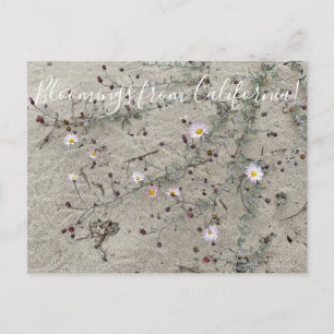 Postal Bloomes desde California: Aster de arena