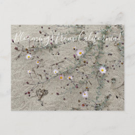 Postal Bloomes desde California: Aster de arena