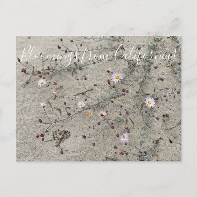 Postal Bloomes desde California: Aster de arena (Anverso)