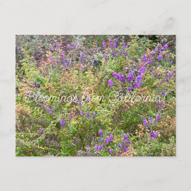 Postal Bloomes desde California: Trichostema lanatum (Anverso)