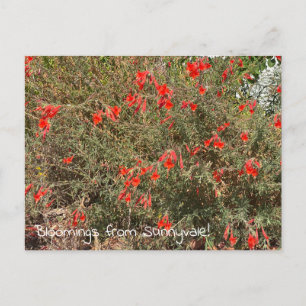 Postal Bloomes desde Sunnyvale: California Fuchsia