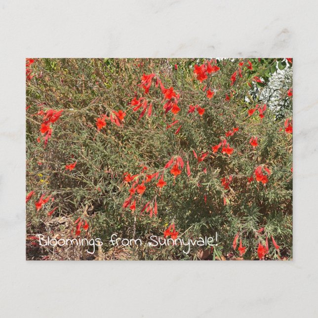 Postal Bloomes desde Sunnyvale: California Fuchsia (Anverso)