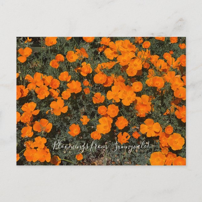 Postal Bloomes desde Sunnyvale: Día de la Adormidera en C (Anverso)