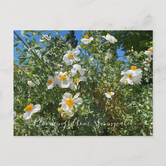 Postal Bloomes desde Sunnyvale: Matilija Poppy (Anverso)