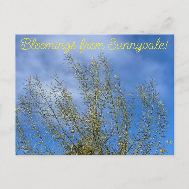 Postal Bloomes desde Sunnyvale: Museo del Desierto Palo V (Anverso)