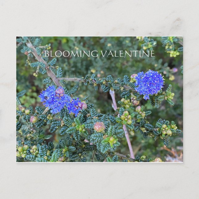 POSTAL BLOOMING VALENTINE (Anverso)