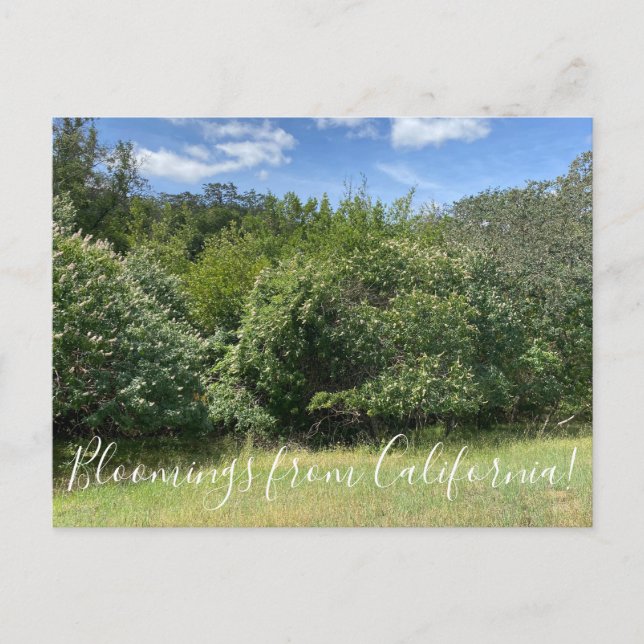 Postal Bloomings de California: Buckeyes (Anverso)