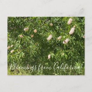 Postal Bloomings de California: Buckeyes & Butterflies