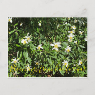 Postal Bloomings de California: Bush Anemone