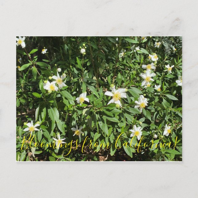 Postal Bloomings de California: Bush Anemone (Anverso)