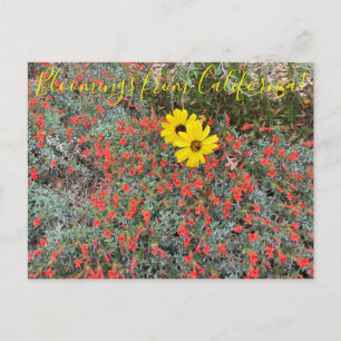 Postal Bloomings de California: California Brittlebush