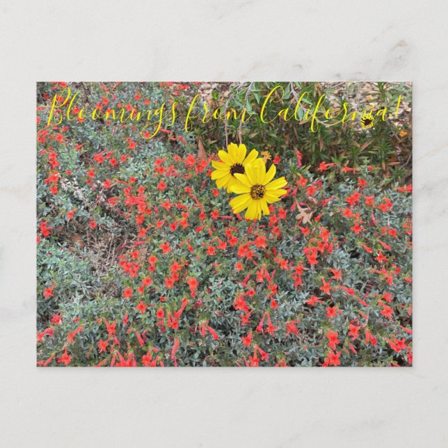 Postal Bloomings de California: California Brittlebush (Anverso)