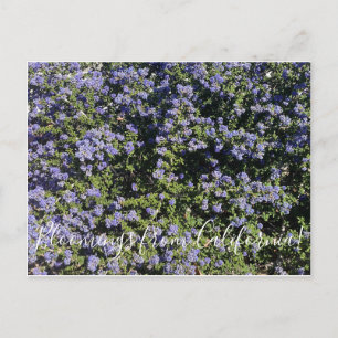 Postal ¡Bloomings de California!: California Lilac
