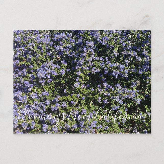 Postal ¡Bloomings de California!: California Lilac (Anverso)