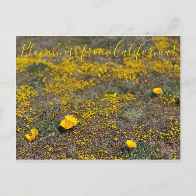 Postal ¡Bloomings de California!: California Poppy (Anverso)