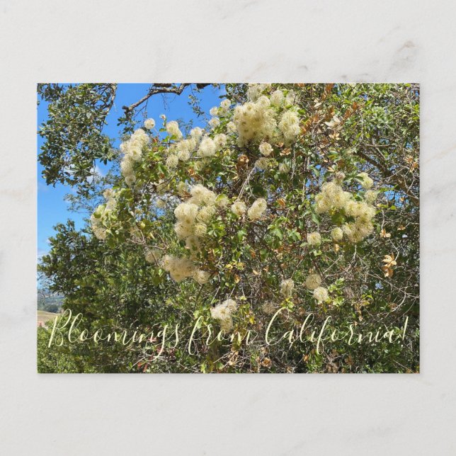 Postal Bloomings de California: Chaparral Clematis (Anverso)