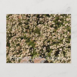 Postal Bloomings de California: Eriogonum fasciculatum
